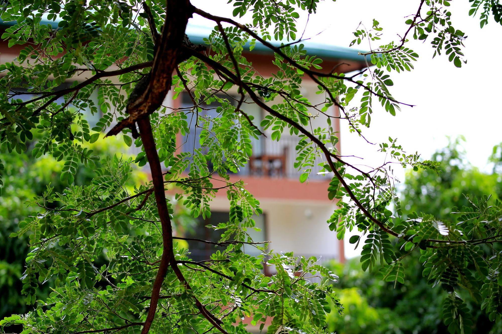 Grand & Gangula Otel Dambulla Dış mekan fotoğraf