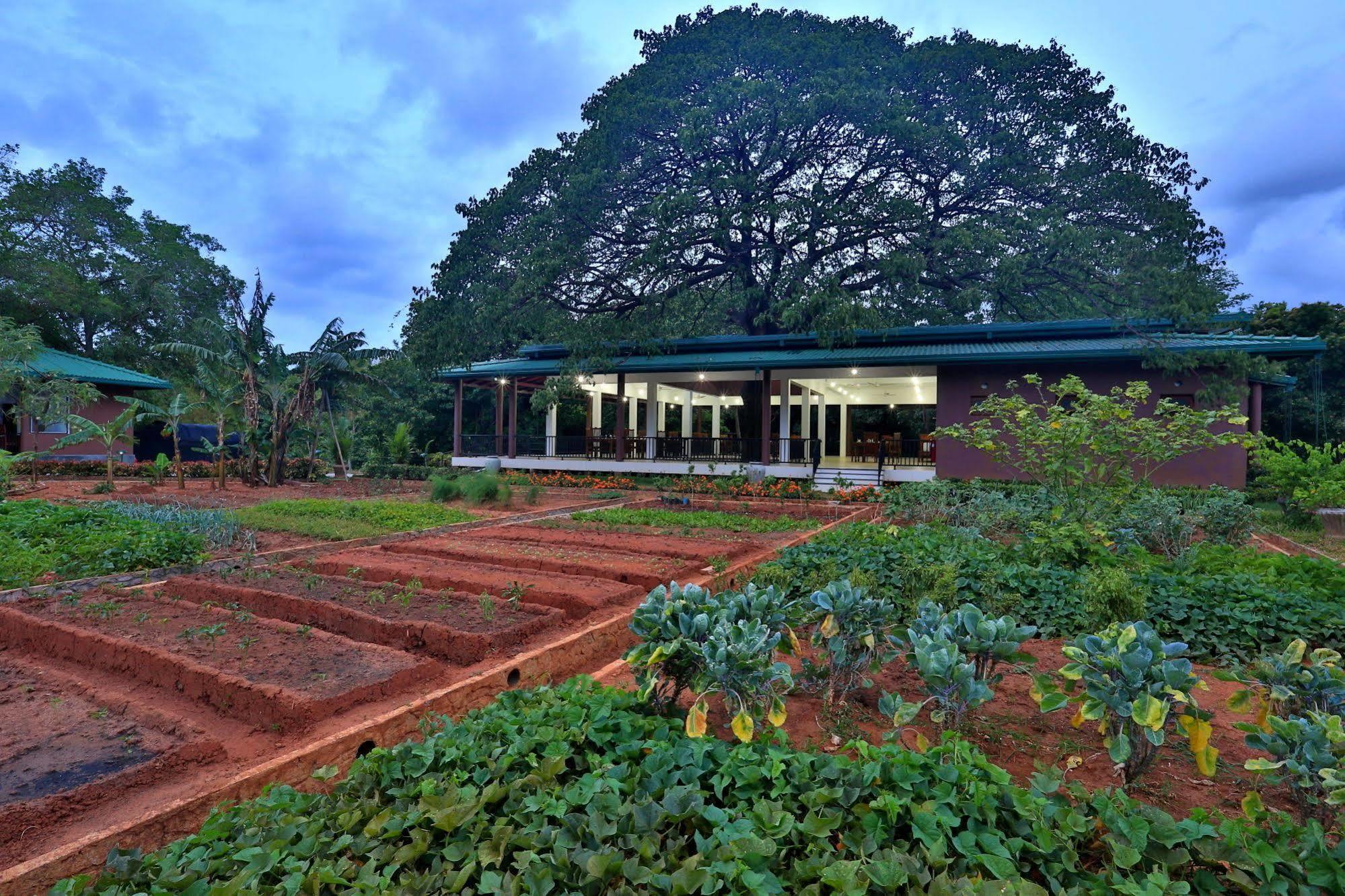 Grand & Gangula Otel Dambulla Dış mekan fotoğraf